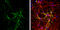 MAP2 antibody, GTX634473, GeneTex, Immunocytochemistry image 