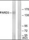 Par-3 Family Cell Polarity Regulator antibody, orb95466, Biorbyt, Western Blot image 