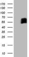 CD33 Molecule antibody, TA806758S, Origene, Western Blot image 