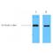 Thioredoxin antibody, LS-C387310, Lifespan Biosciences, Western Blot image 