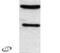 CCAAT Enhancer Binding Protein Alpha antibody, PA1-825, Invitrogen Antibodies, Western Blot image 