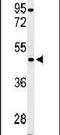 Cyclin Dependent Kinase 14 antibody, PA5-25351, Invitrogen Antibodies, Western Blot image 