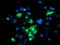 Tripartite Motif Containing 9 antibody, LS-C175100, Lifespan Biosciences, Immunofluorescence image 