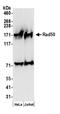 RAD50 Double Strand Break Repair Protein antibody, A300-185A, Bethyl Labs, Western Blot image 