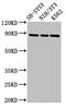 Neurotrophic Receptor Tyrosine Kinase 1 antibody, LS-C671889, Lifespan Biosciences, Western Blot image 