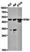 Sperm Adhesion Molecule 1 antibody, orb48545, Biorbyt, Western Blot image 