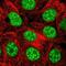 THAP Domain Containing 4 antibody, NBP2-55100, Novus Biologicals, Immunofluorescence image 