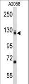 Elongation Factor Tu GTP Binding Domain Containing 2 antibody, LS-C167654, Lifespan Biosciences, Western Blot image 