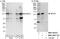 Nuclear Factor Of Activated T Cells 4 antibody, NBP1-46210, Novus Biologicals, Western Blot image 