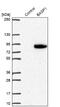 Brain acid soluble protein 1 antibody, NBP2-14347, Novus Biologicals, Western Blot image 