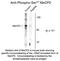Methyl-CpG Binding Protein 2 antibody, NBP2-29524, Novus Biologicals, Western Blot image 