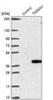 TAM41 Mitochondrial Translocator Assembly And Maintenance Homolog antibody, PA5-57839, Invitrogen Antibodies, Western Blot image 
