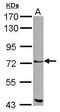 Zinc finger protein with KRAB and SCAN domains 1 antibody, PA5-30209, Invitrogen Antibodies, Western Blot image 