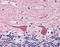 STX2A antibody, ADI-VAP-SV065-E, Enzo Life Sciences, Immunohistochemistry paraffin image 