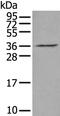Vestigial Like Family Member 2 antibody, PA5-67605, Invitrogen Antibodies, Western Blot image 