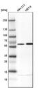 Zinc Finger C3HC-Type Containing 1 antibody, PA5-54954, Invitrogen Antibodies, Western Blot image 