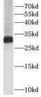 Interleukin 27 antibody, FNab04260, FineTest, Western Blot image 