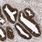 Zinc Finger HIT-Type Containing 6 antibody, NBP1-88683, Novus Biologicals, Immunohistochemistry paraffin image 
