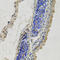 Inhibin Subunit Beta B antibody, STJ111289, St John