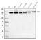 PDS5 Cohesin Associated Factor A antibody, A06272-1, Boster Biological Technology, Western Blot image 