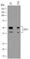 Undifferentiated Embryonic Cell Transcription Factor 1 antibody, AF7819, R&D Systems, Western Blot image 