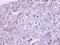 Growth Differentiation Factor 5 antibody, NBP2-16632, Novus Biologicals, Immunohistochemistry frozen image 