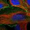 BAI1 Associated Protein 2 Like 1 antibody, NBP1-89528, Novus Biologicals, Immunofluorescence image 