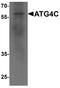 Autophagy Related 4C Cysteine Peptidase antibody, A09728, Boster Biological Technology, Western Blot image 