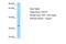 CWC15 Spliceosome Associated Protein Homolog antibody, A10626, Boster Biological Technology, Western Blot image 