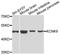 Potassium channel subfamily K member 9 antibody, A12583, ABclonal Technology, Western Blot image 