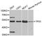p53 antibody, A11232, ABclonal Technology, Western Blot image 