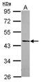 Developmentally Regulated GTP Binding Protein 2 antibody, GTX118599, GeneTex, Western Blot image 