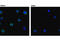 CD19 antibody, 3574S, Cell Signaling Technology, Immunofluorescence image 