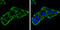 Isocitrate Dehydrogenase (NADP(+)) 2, Mitochondrial antibody, GTX133078, GeneTex, Immunocytochemistry image 