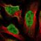 Proliferation-Associated 2G4 antibody, NBP1-90369, Novus Biologicals, Immunocytochemistry image 