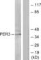 Period Circadian Regulator 3 antibody, LS-C118954, Lifespan Biosciences, Western Blot image 