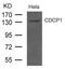 CUB Domain Containing Protein 1 antibody, 79-675, ProSci, Western Blot image 