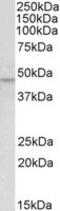 Kruppel Like Factor 15 antibody, MBS420914, MyBioSource, Western Blot image 