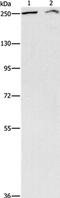 AT-Rich Interaction Domain 1A antibody, PA5-50603, Invitrogen Antibodies, Western Blot image 