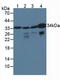 CRK Like Proto-Oncogene, Adaptor Protein antibody, LS-C373512, Lifespan Biosciences, Western Blot image 