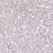 Ribosomal L24 Domain Containing 1 antibody, PA5-64058, Invitrogen Antibodies, Immunohistochemistry frozen image 
