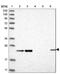 Inosine triphosphatase antibody, NBP1-88296, Novus Biologicals, Western Blot image 