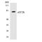 Eukaryotic Elongation Factor 2 Kinase antibody, LS-C291912, Lifespan Biosciences, Western Blot image 