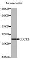 Cell Division Cycle 73 antibody, MBS125172, MyBioSource, Western Blot image 