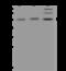 Eukaryotic Translation Initiation Factor 5 antibody, 201126-T40, Sino Biological, Western Blot image 