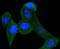 Phosphatidylethanolamine-binding protein 1 antibody, A01668-1, Boster Biological Technology, Immunocytochemistry image 