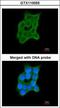 Cartilage Associated Protein antibody, GTX110055, GeneTex, Immunofluorescence image 