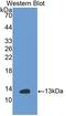 Insulin antibody, LS-C690767, Lifespan Biosciences, Western Blot image 