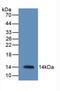 Resistin antibody, abx131708, Abbexa, Western Blot image 