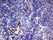 Mesenchyme Homeobox 1 antibody, M02262, Boster Biological Technology, Immunohistochemistry paraffin image 
